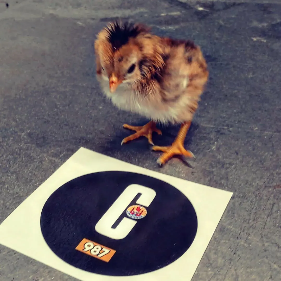 Poussin près du sticker de la division PRO-CERAKOTE